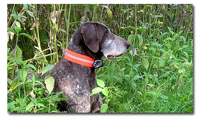 pet tracking